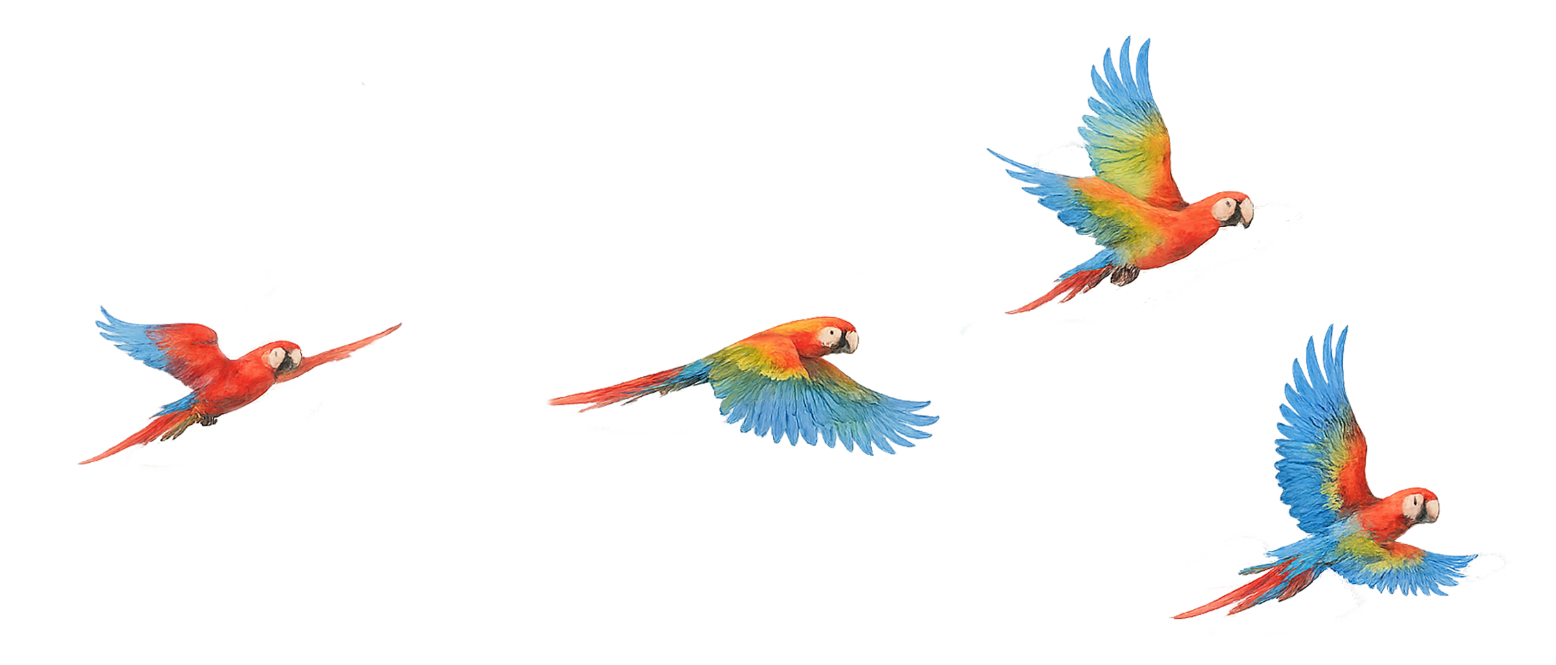 guacamaya1